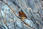 birds